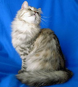 silvertabby
