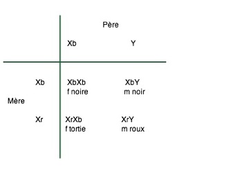 noirroux